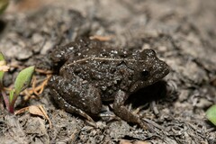 Pseudopaludicola falcipes