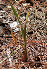 Xyridaceae
