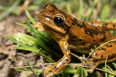 Boana pulchella