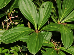 Medinilla formosana