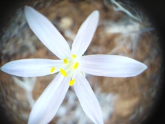 Colchicum cupanii