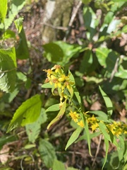 Solidago curtisii