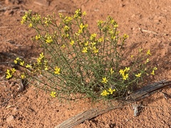 Gutierrezia sarothrae