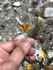 Euryops abrotanifolius