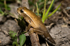 Boana pulchella