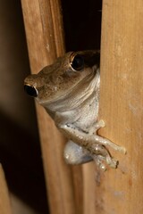 Boana pulchella