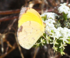 Pyrisitia dina