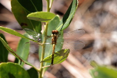 Erythrodiplax minuscula
