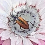 Neoeutrapela