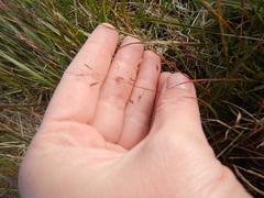 Poa arctica