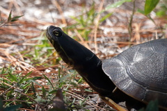 Deirochelys reticularia