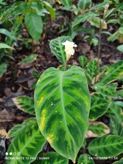 Goeppertia warszewiczii