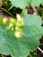 Rondaniola bursaria