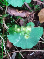 Rondaniola bursaria