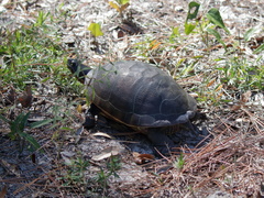 Deirochelys reticularia