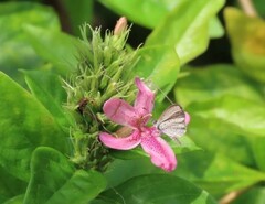 Ruspolia seticalyx