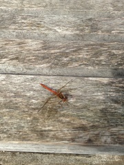 Sympetrum striolatum