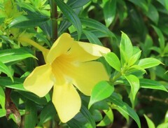 Allamanda