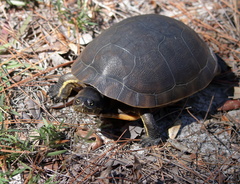 Deirochelys reticularia