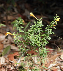 Clinopodium coccineum