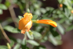 Clinopodium coccineum