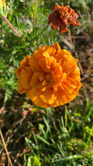 Tagetes erecta
