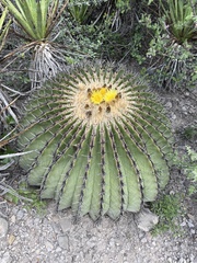 Echinocactus platyacanthus