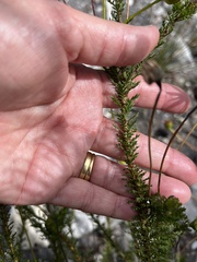 Euryops abrotanifolius