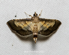 Cnaphalocrocis trebiusalis