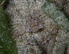 Portunidae