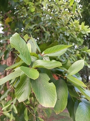Mitragyna diversifolia