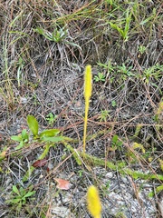 Lycopodiella