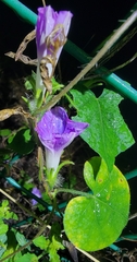 Ipomoea triloba