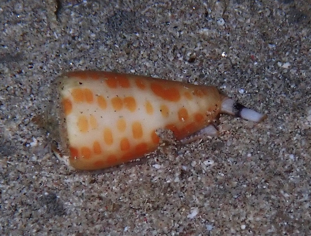Tessellate cone