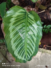 Goeppertia loeseneri