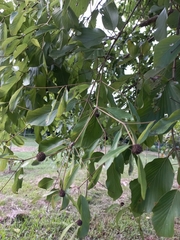 Mitragyna diversifolia