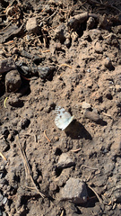 Pontia occidentalis