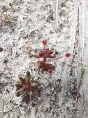 Crassula closiana