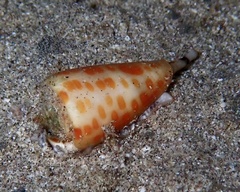 Conus tessulatus