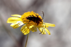 Strangalia sexnotata