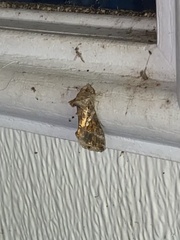 Argyrogramma verruca