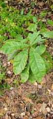 Quercus imbricaria