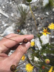 Euryops abrotanifolius