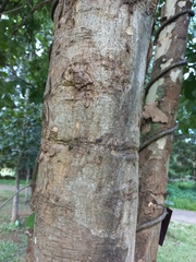 Mitragyna diversifolia