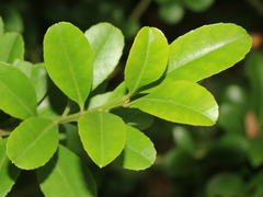 Ilex maximowicziana
