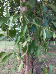 Mitragyna diversifolia