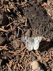 Pontia occidentalis