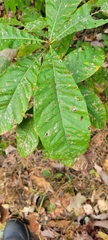 Quercus imbricaria