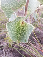 Hakea conchifolia