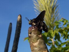 Xylocopa latipes